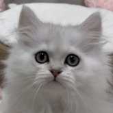 ペルシャ(チンチラ)