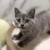 スコティッシュフォールド(立ち耳)【静岡県・女の子・2025年8月13日・ブルークリーム】の写真1「毛色ブルークリーム 活発で可愛らしい女の子です✨」