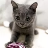 スコティッシュフォールド(立ち耳)【静岡県・男の子・2025年8月13日・ショート】の写真2