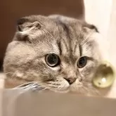 スコティッシュ×ペルシャ(チンチラ)MIX【静岡県・男の子・2025年1月23日・ブラウンタビー】の写真2