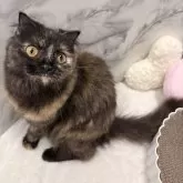 スコティッシュフォールド(立ち耳)【静岡県・女の子・2024年4月2日・トーティーシェル】の写真2