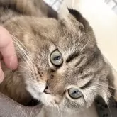 スコティッシュ×ペルシャ(チンチラ)MIX【静岡県・男の子・2025年1月23日・ブラウンタビー】の写真3