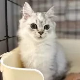 ペルシャ(チンチラ)×スコティッシュフォールド【静岡県・女の子・2025年6月29日・チンチラシルバー】の写真3