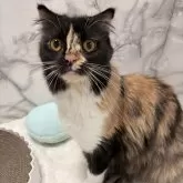 スコティッシュフォールド(立ち耳)【静岡県・女の子・2024年4月2日・キャリコ】の写真3「可愛い顔立ちをしてます😽」