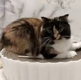 スコティッシュフォールド(立ち耳)【静岡県・女の子・2024年4月2日・キャリコ】の写真4「元気に成長中🫶」