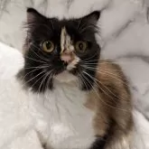 スコティッシュフォールド(立ち耳)【静岡県・女の子・2024年4月2日・キャリコ】の写真5