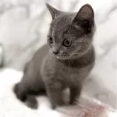 スコティッシュフォールド(立ち耳)【静岡県・男の子・2025年8月13日・ショート】の写真5