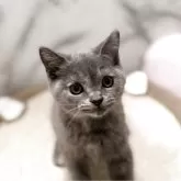 スコティッシュフォールド(立ち耳)【静岡県・女の子・2025年8月13日・ブルークリーム】の写真6