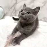 スコティッシュフォールド(立ち耳)【静岡県・男の子・2025年8月13日・ショート】の写真7