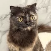 スコティッシュフォールド(立ち耳)【静岡県・女の子・2024年4月2日・トーティーシェル】の写真7