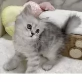 ペルシャ(チンチラ)×スコティッシュフォールド【静岡県・女の子・2025年6月29日・チンチラシルバー】の写真7