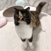 スコティッシュフォールド(立ち耳)【静岡県・女の子・2024年4月2日・キャリコ】の写真8