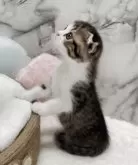 チンチラ×スコティッシュMIX【静岡県・男の子・2025年6月29日・ブラウンタビー&ホワイト】の写真8