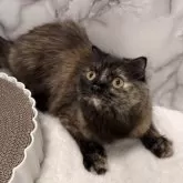 スコティッシュフォールド(立ち耳)【静岡県・女の子・2024年4月2日・トーティーシェル】の写真8