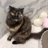 スコティッシュフォールド(立ち耳)【静岡県・女の子・2024年4月2日・トーティーシェル】の写真9