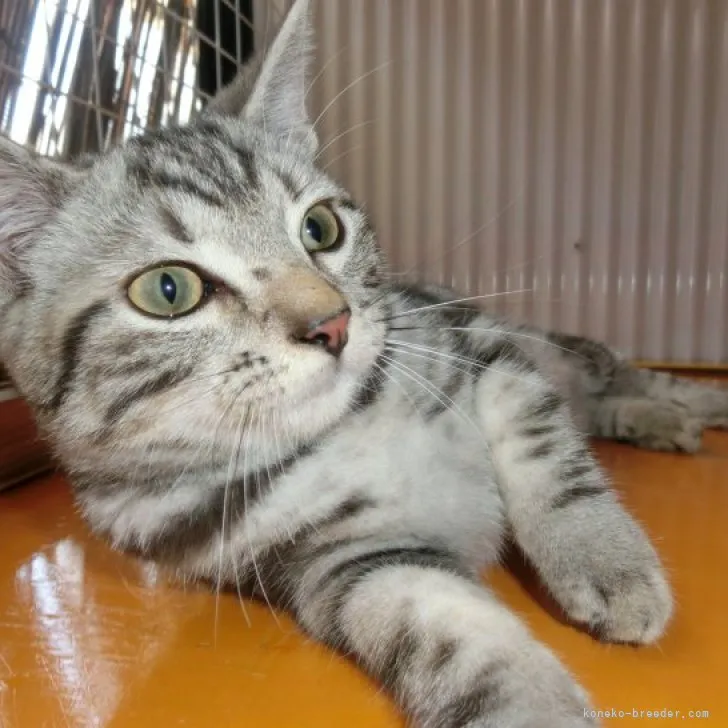 ID:2309-00428の子猫