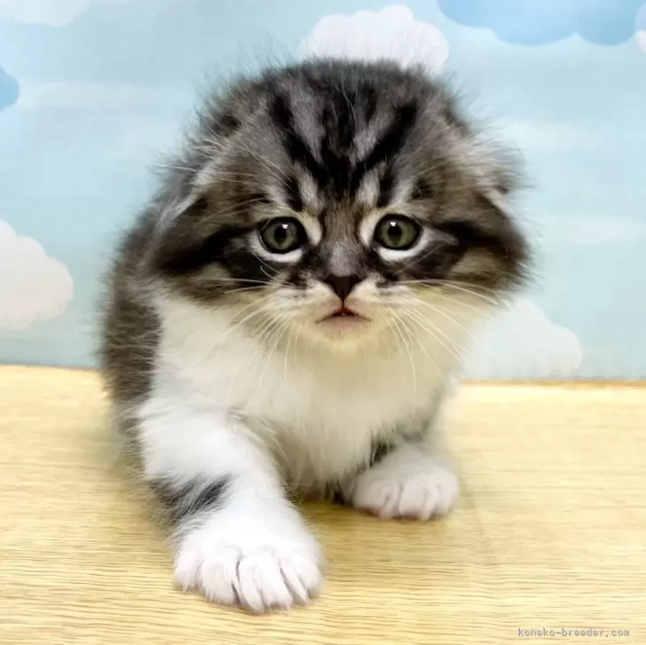ID：2403-02990の子猫