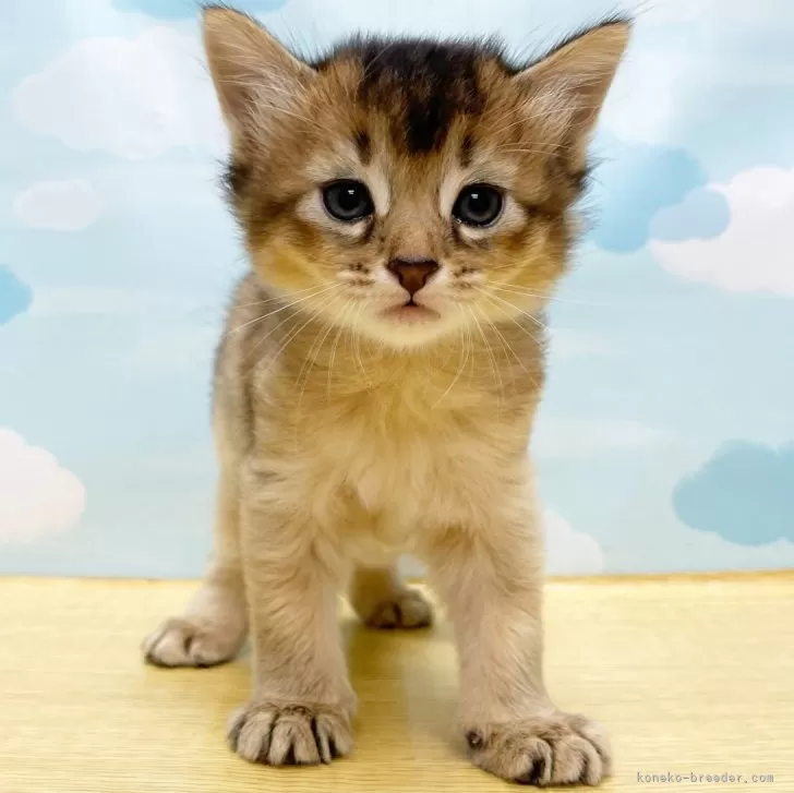 ID:2405-03708の子猫