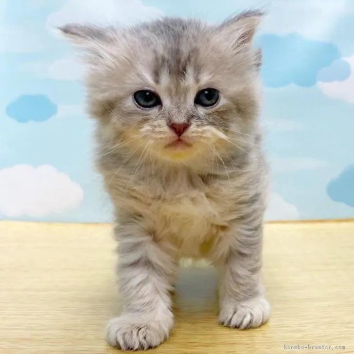 ID：2306-00643の子猫