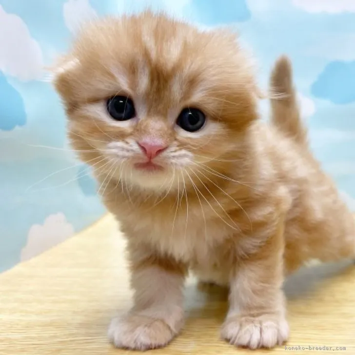 ID:2310-00274の子猫