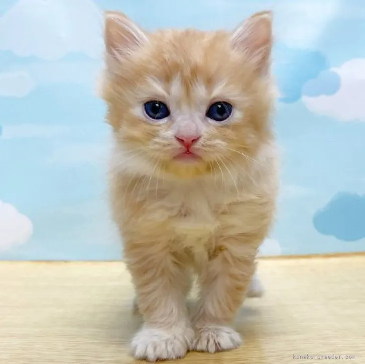ID:2306-00641の子猫