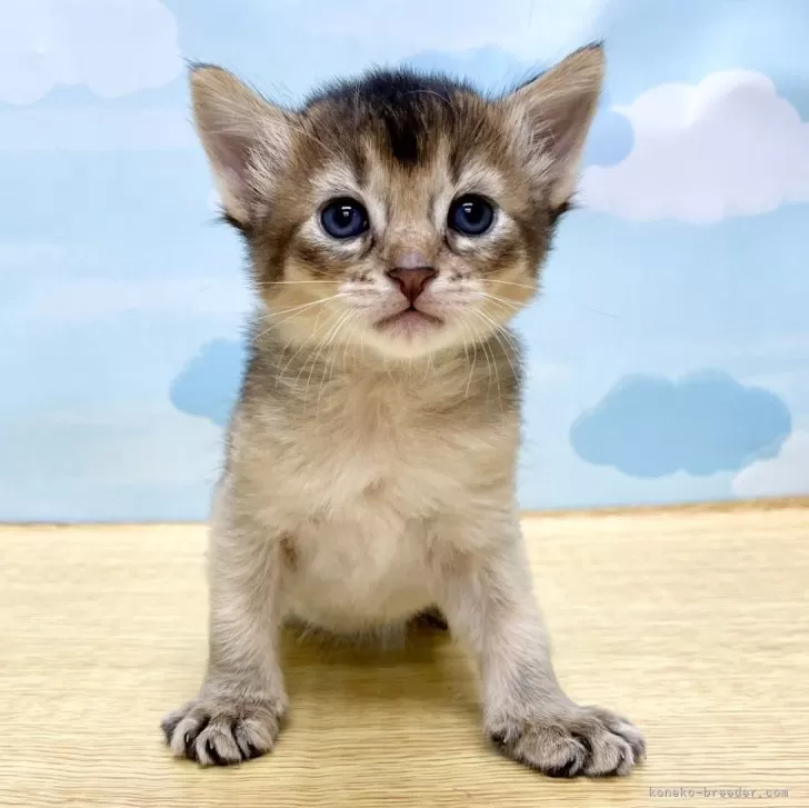 ID:2403-00746の子猫