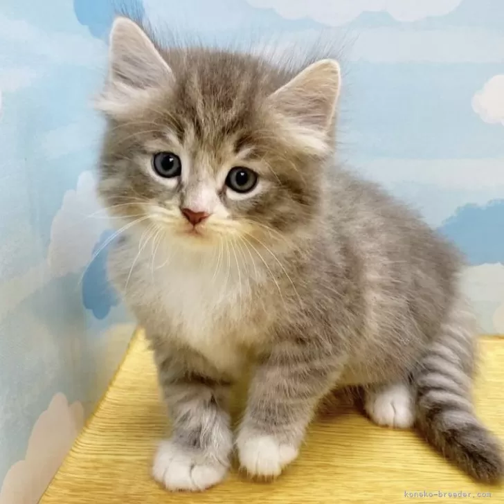 ID：2409-03056の子猫