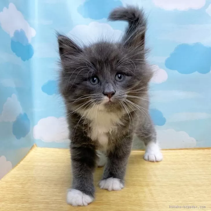 ID：2406-02329の子猫