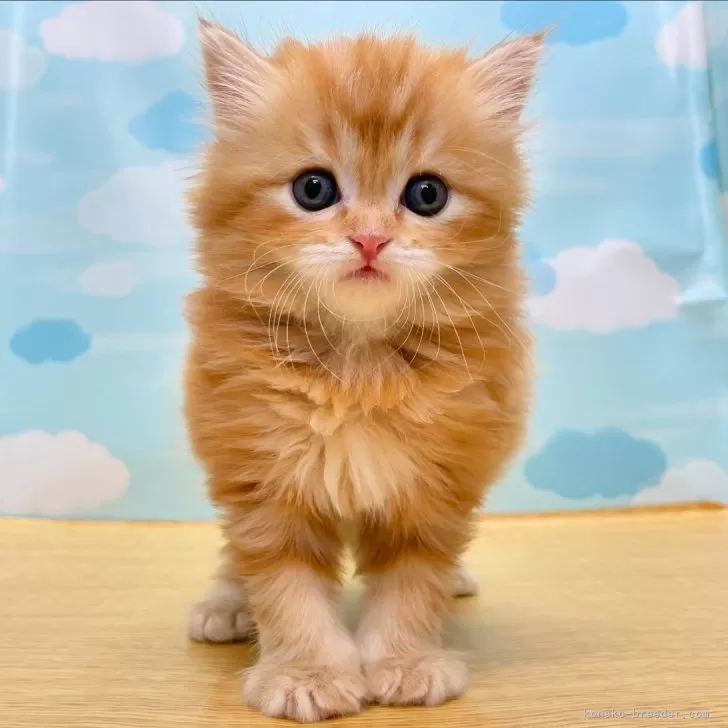ID:2406-00697の子猫