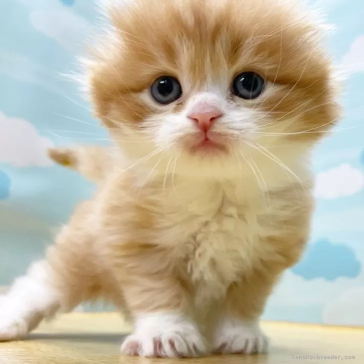 ID：2403-02260の子猫