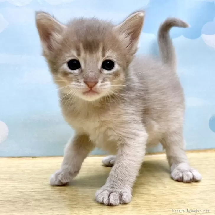 ID:2403-00744の子猫