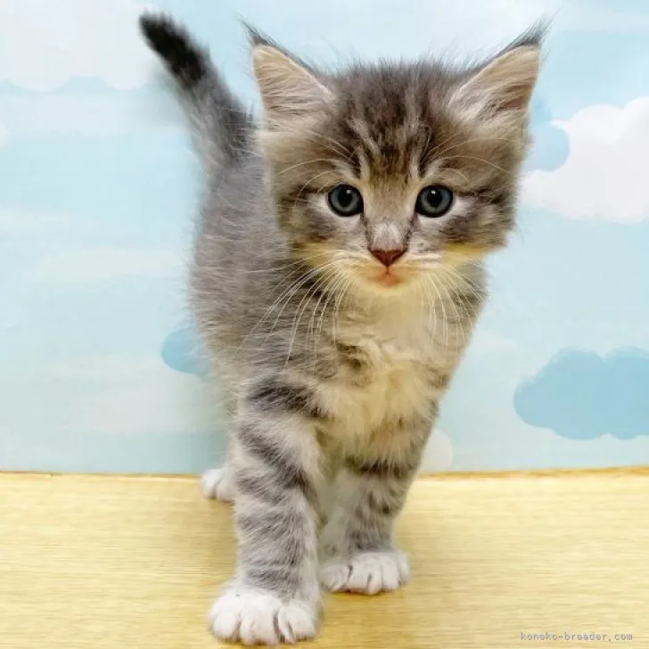 ID：2307-02603の子猫