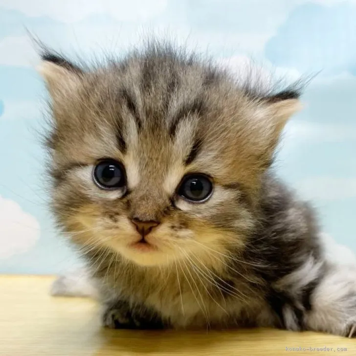 ID:2310-00281の子猫