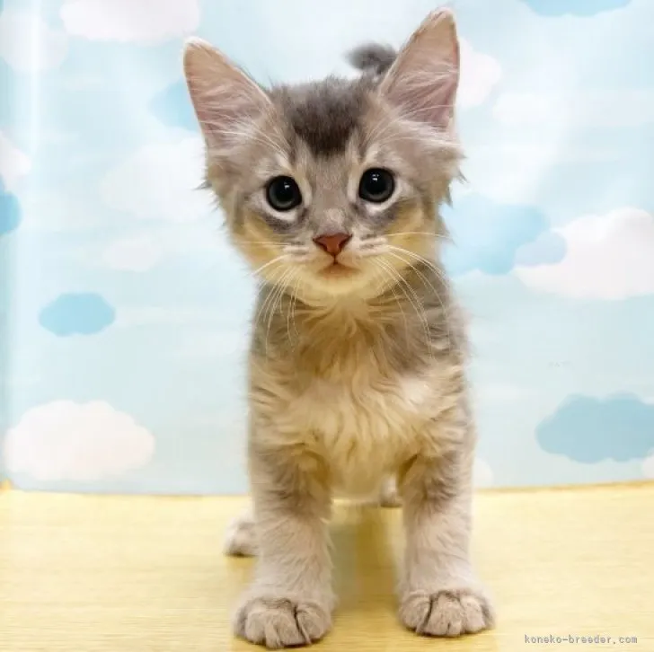 ID：2309-00062の子猫