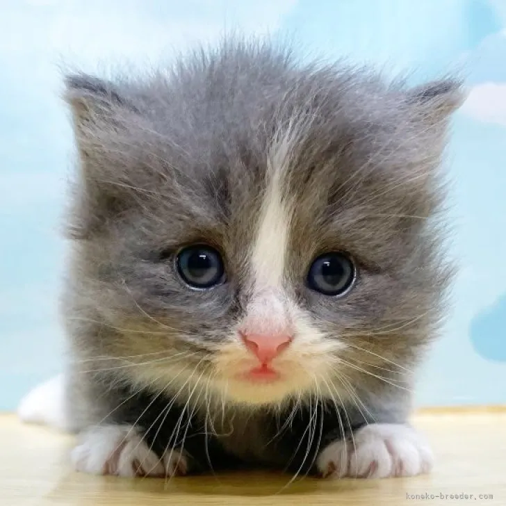 ID：2310-00280の子猫