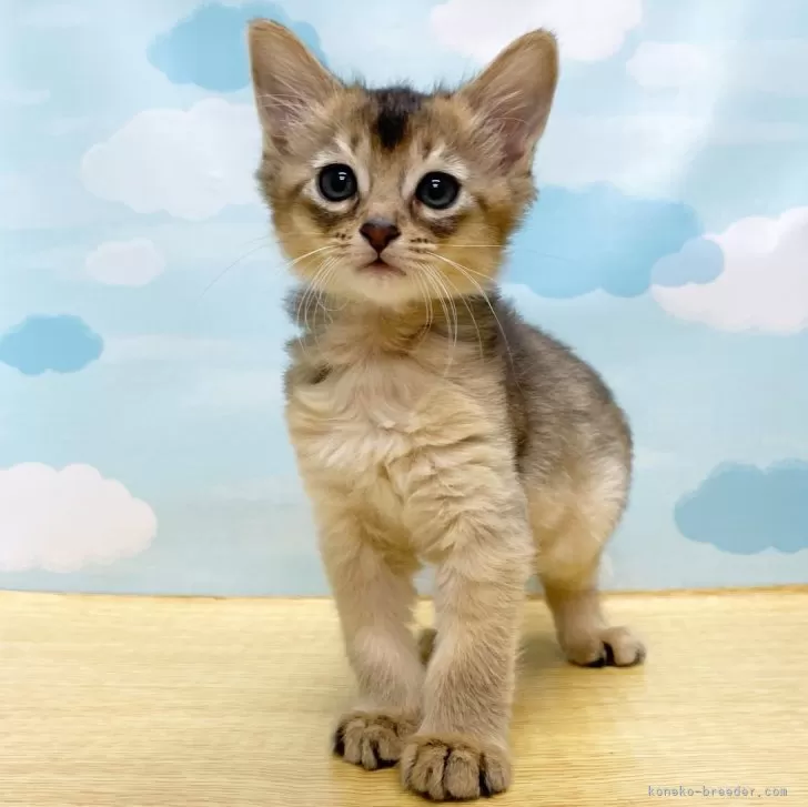 ID：2401-00045の子猫