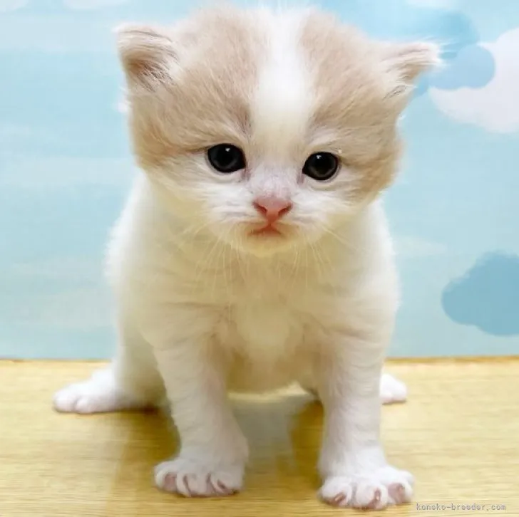 ID：2309-02533の子猫