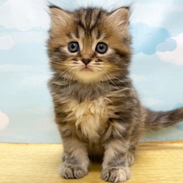 サイベリアン【東京都・女の子・2024年2月16日・ブラウンタビー】の写真「⭐️ふわふわな毛並みの美猫ちゃん⭐️」