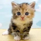 サイベリアン【東京都・女の子・2023年4月30日・キャリコ】の写真1