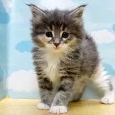 サイベリアン【東京都・女の子・2024年1月5日・ダイリュートキャリコ】の写真1