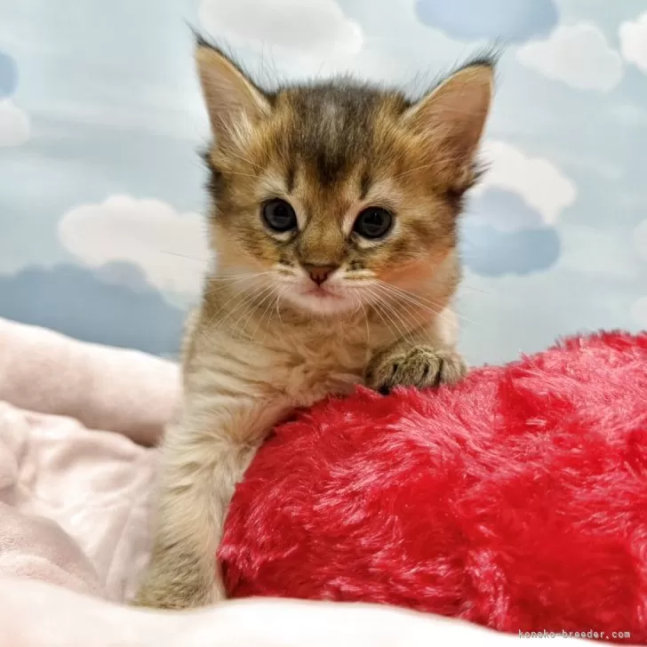 ID：2510-02703の子猫