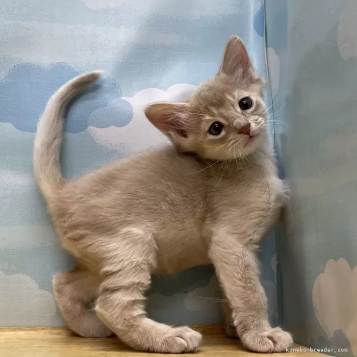 ID:2501-00548の子猫