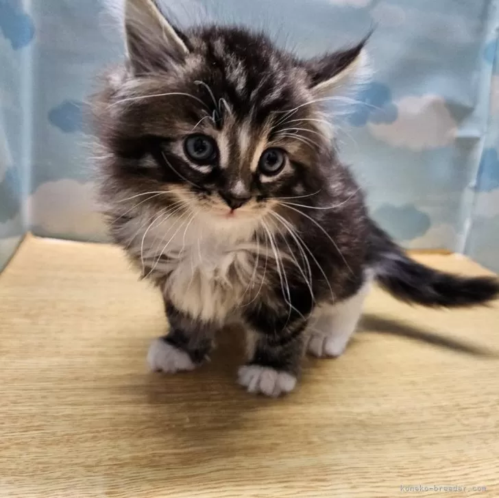 ID:2503-00433の子猫