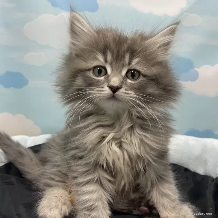 ID:2504-00575の子猫
