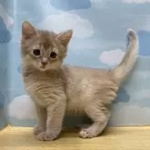 ソマリ【東京都・女の子・2024年12月1日・フォーン】の写真1