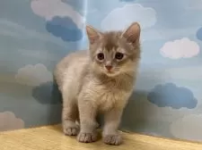 ソマリ【東京都・女の子・2024年12月1日・フォーン】の写真3