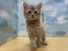 ソマリ【東京都・女の子・2024年12月1日・フォーン】の写真6