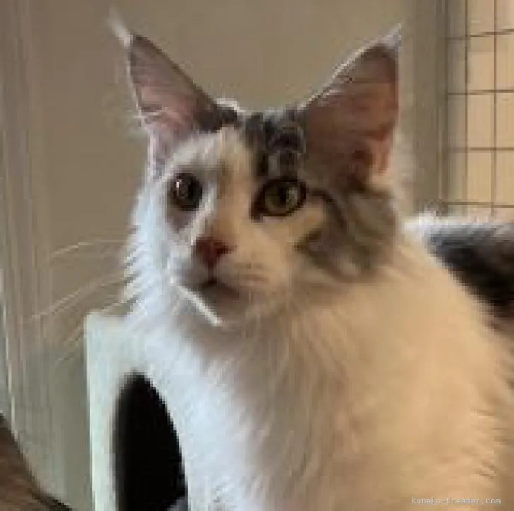 ID:2301-00629の子猫