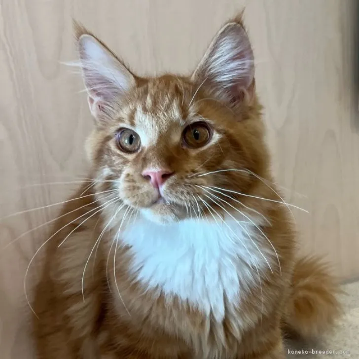 MF 様のお迎えした子猫