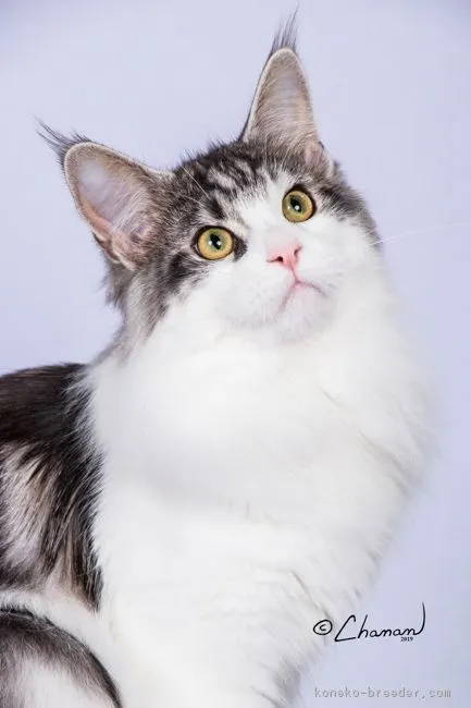 ID：1904-00125の子猫